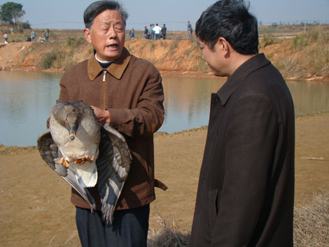 情系鄱阳湖的候鸟 (图)